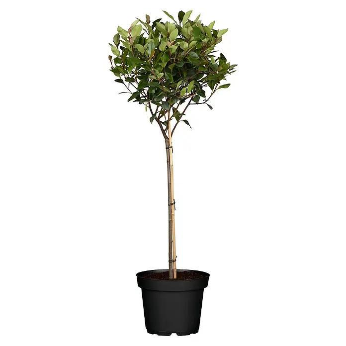 Piardino Glanzmispel Halbstamm - Photinia fraseri 'Red Robin' - Vorderansicht