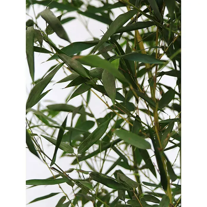 Piardino Riesenbambus - Phyllostachys bissetii, Topfgröße: 30 cm - Detailaufnahme