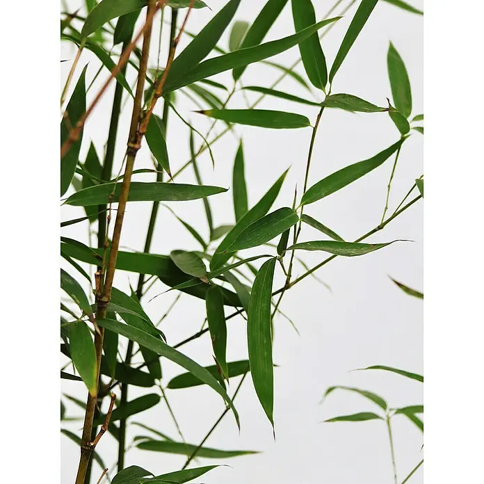Piardino Goldrohrbambus - Phyllostachys aurea, Topfgröße: 30 cm - Detailaufnahme