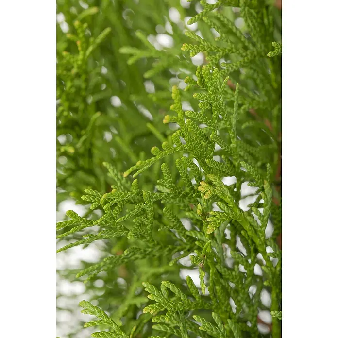 Piardino Lebensbaum Spirale - Thuja occidentalis 'Smaragd', Topfgröße: 33 cm - Detailaufnahme