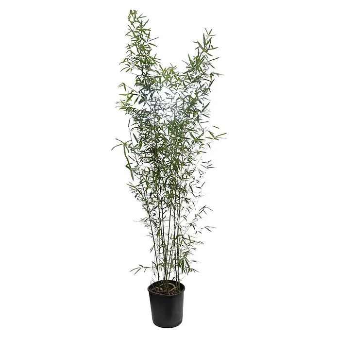 Piardino Goldrohrbambus - Phyllostachys aurea, Topfgröße: 30 cm - Vorderansicht