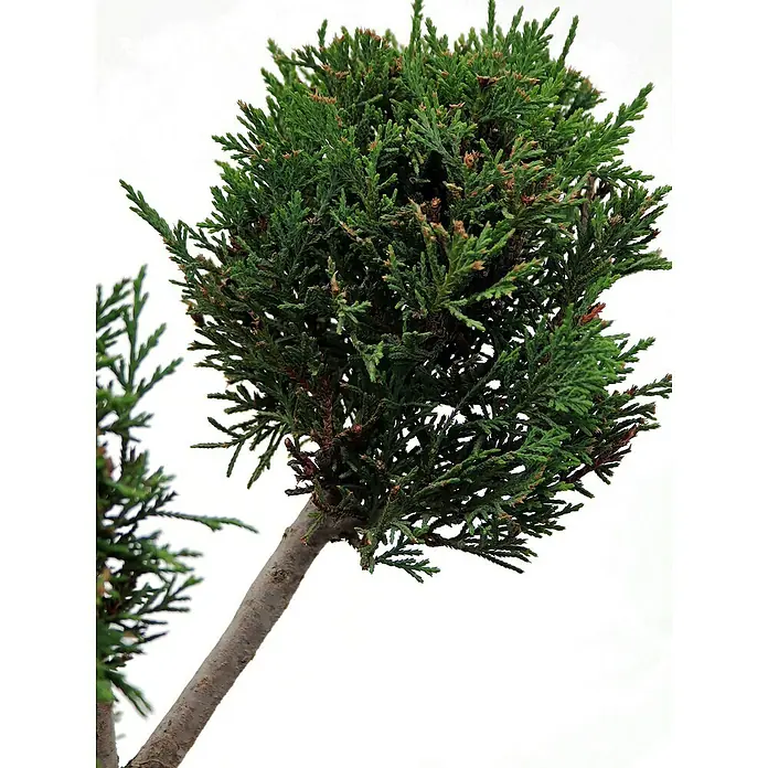 Piardino Leyland-Zypresse Pompon - Cupressocyparis leylandii 'Castlewellan Gold', Topfgröße: 33 cm - Detailaufnahme