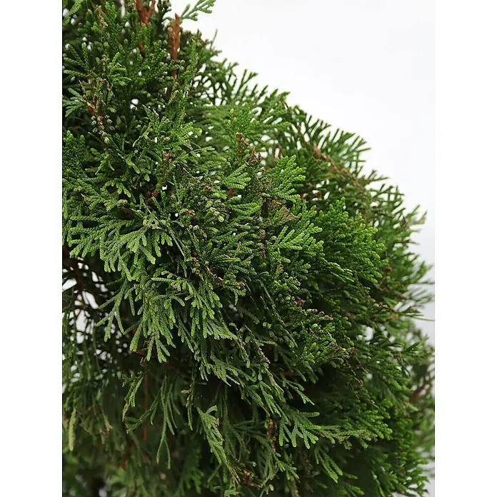 Piardino Lebensbaum Spirale - Thuja occidentalis 'Smaragd', Topfgröße: 33 cm - Detailaufnahme