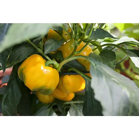 Piardino  Paprika Bio