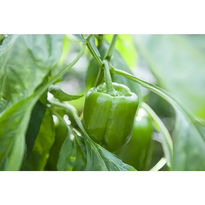 Paprika - Capsicum annuum, 9 cm, Erntezeit: Juli - Oktober - Detailaufnahme