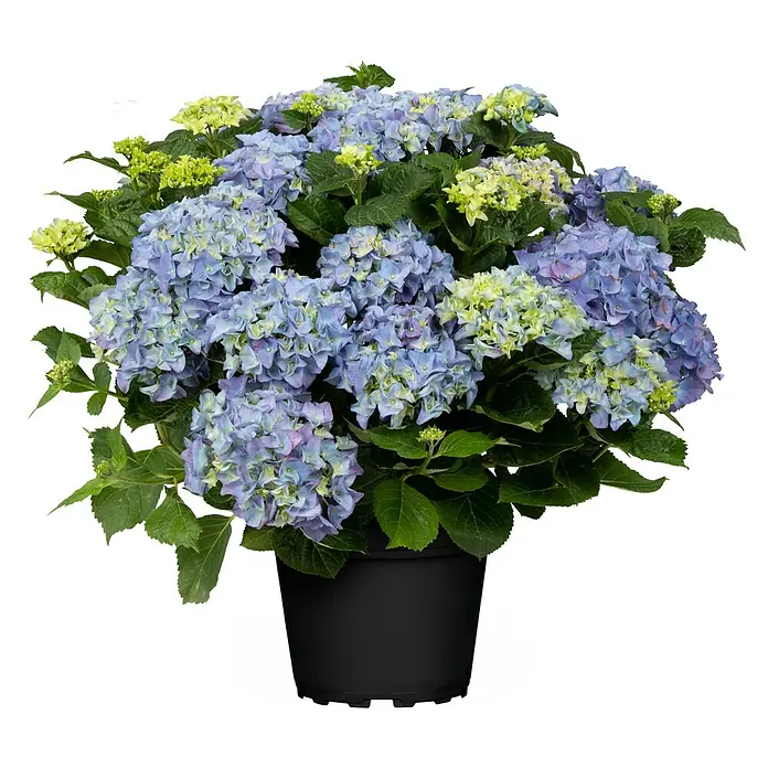 Piardino Bauernhortensie - Hydrangea macrophylla, Blütenfarbe: Blau - Vorderansicht
