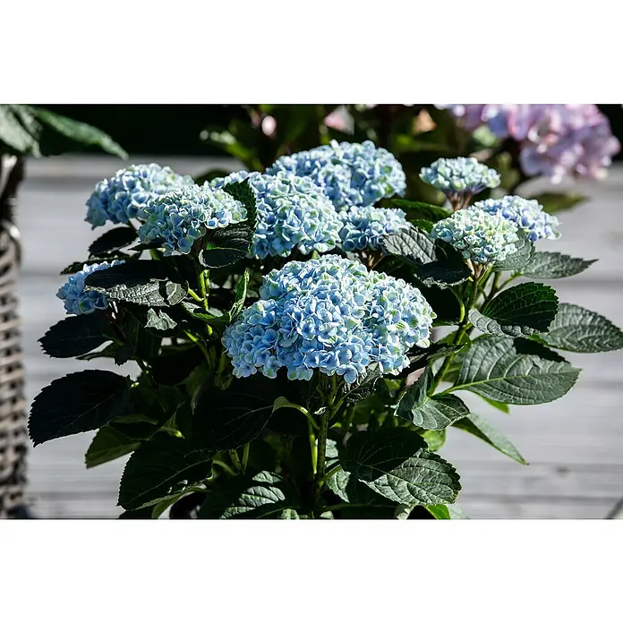 Piardino Bauernhortensie - Hydrangea macrophylla, Blütenfarbe: Blau - Stimmungsaufnahme