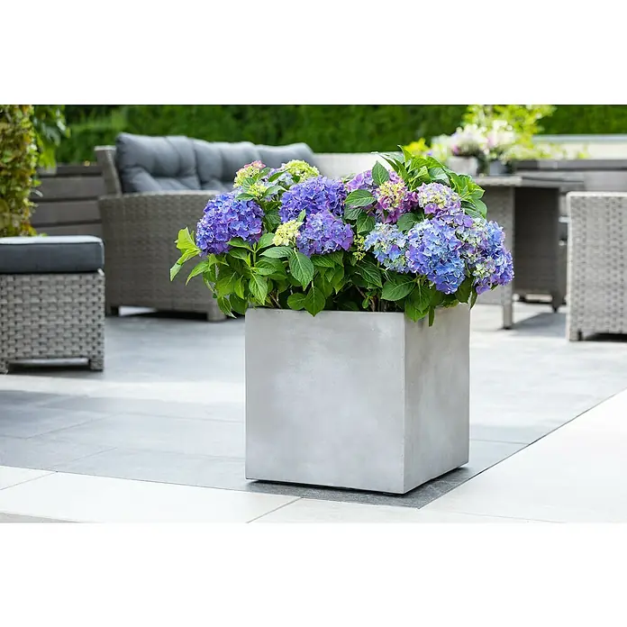 Piardino Bauernhortensie - Hydrangea macrophylla, Blütenfarbe: Blau - Stimmungsaufnahme