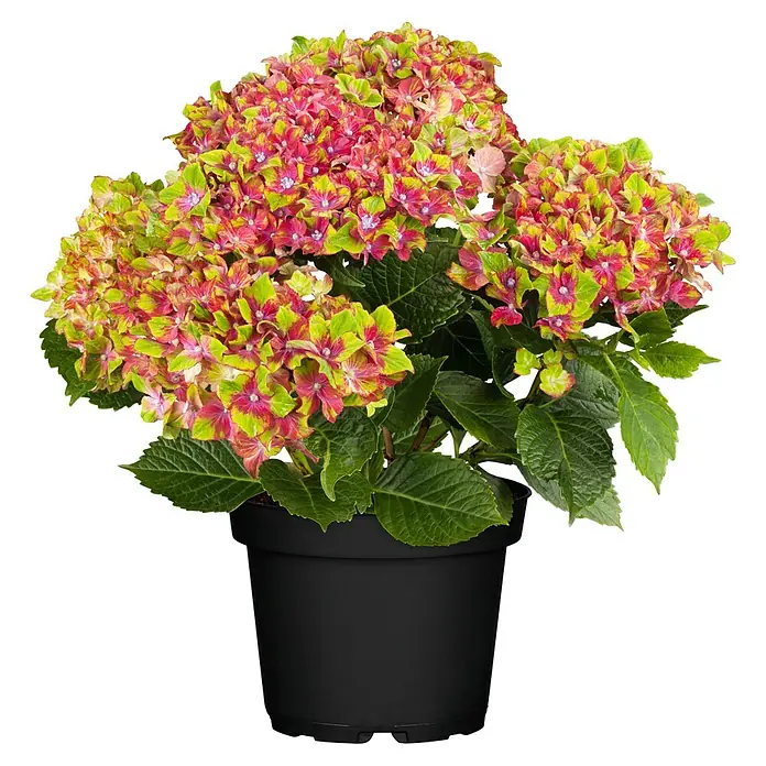 Piardino Ballhortensie Schloss Wackerbarth - Hydrangea macrophylla, Blütenfarbe: Artenabhängig - Vorderansicht