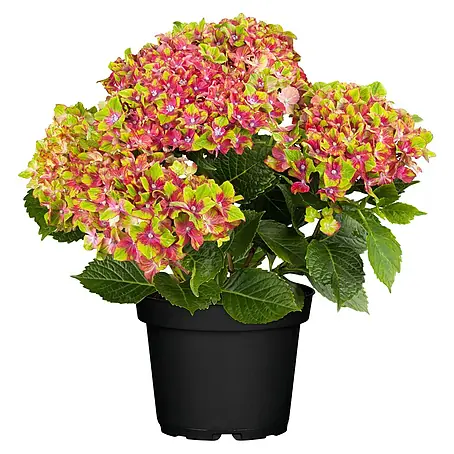 Piardino  Ballhortensie Schloss Wackerbarth