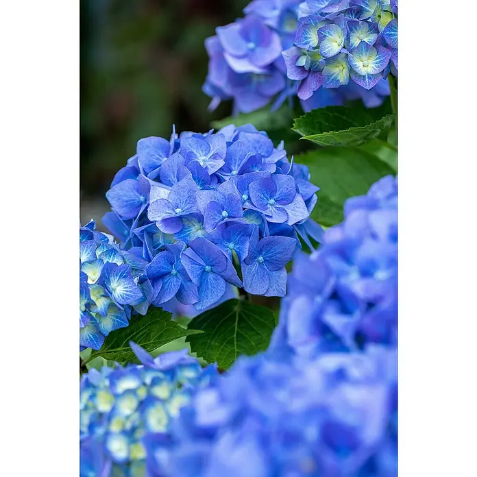 Piardino Bauernhortensie - Hydrangea macrophylla, Blütenfarbe: Blau - Stimmungsaufnahme