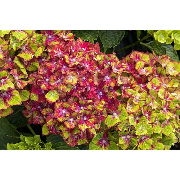 Piardino Ballhortensie Schloss Wackerbarth - Hydrangea macrophylla, Blütenfarbe: Artenabhängig - Detailaufnahme