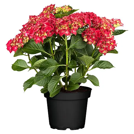 Piardino  Bauernhortensie Bauernhortensie