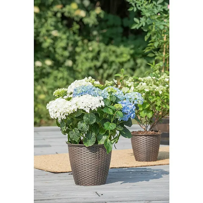 Piardino Bauernhortensie - Hydrangea macrophylla, Blütenfarbe: Blau - Stimmungsaufnahme