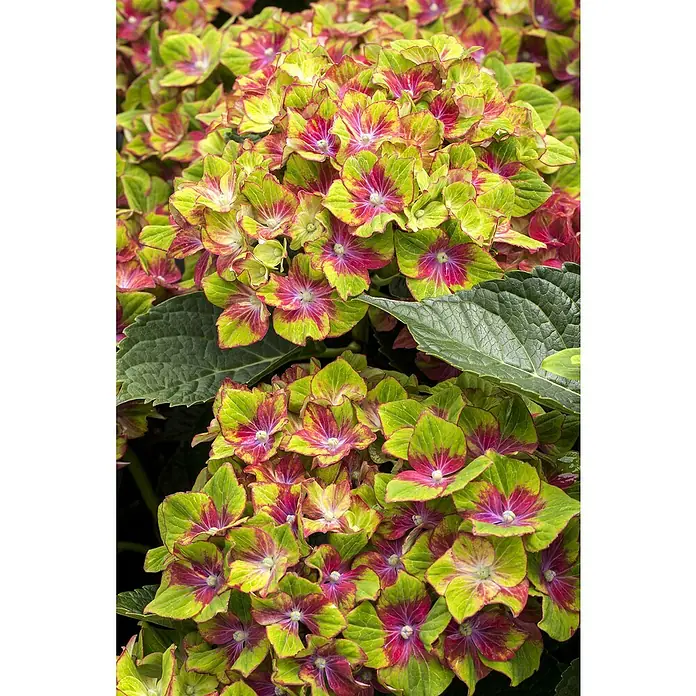 Piardino Ballhortensie Schloss Wackerbarth - Hydrangea macrophylla, Blütenfarbe: Artenabhängig - Detailaufnahme