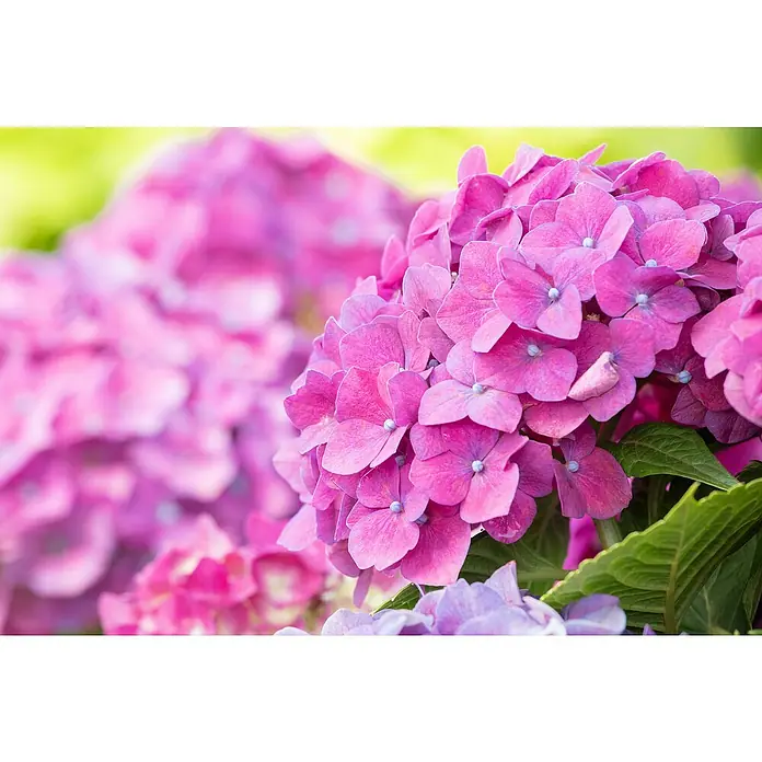 Piardino Bauernhortensie - Hydrangea macrophylla, Rosa, Topfvolumen: 5 l - Stimmungsaufnahme