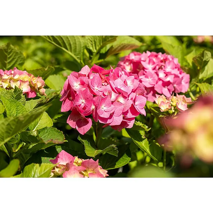 Piardino Bauernhortensie - Hydrangea macrophylla, Rosa, Topfvolumen: 5 l - Detailaufnahme