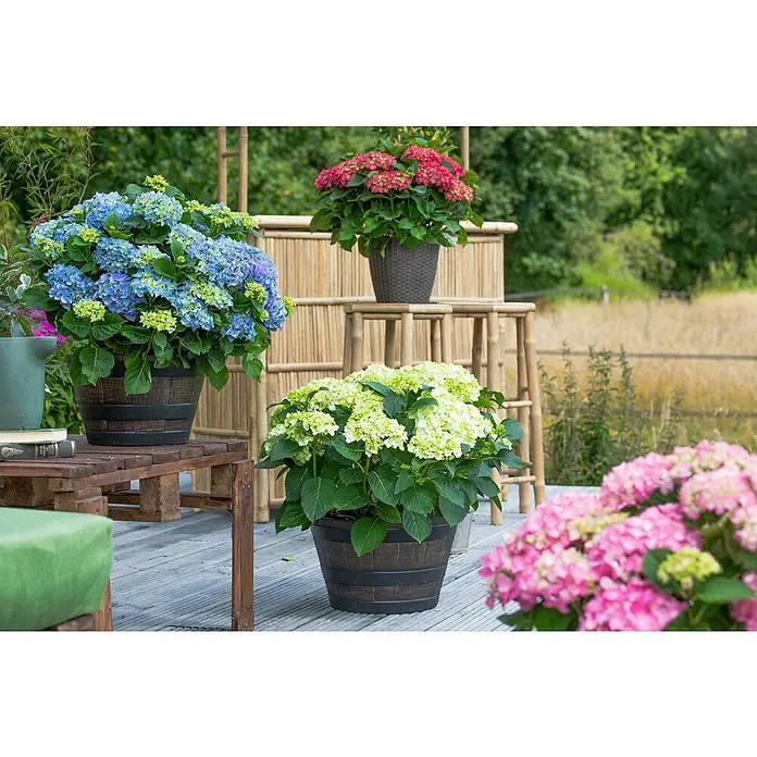 Piardino Bauernhortensie Bauernhortensie - Hydrangea macrophylla, Blütenfarbe: Weiß - Stimmungsaufnahme