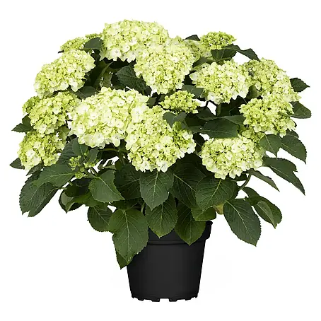 Piardino  Bauernhortensie Bauernhortensie