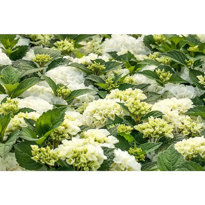 Piardino Bauernhortensie Bauernhortensie - Hydrangea macrophylla, Blütenfarbe: Weiß - Stimmungsaufnahme
