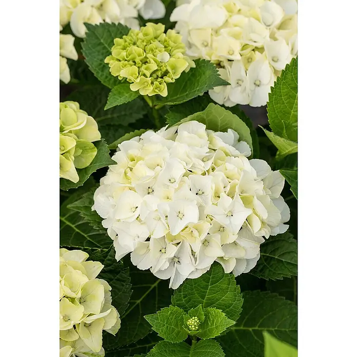 Piardino Bauernhortensie Bauernhortensie - Hydrangea macrophylla, Blütenfarbe: Weiß - Stimmungsaufnahme