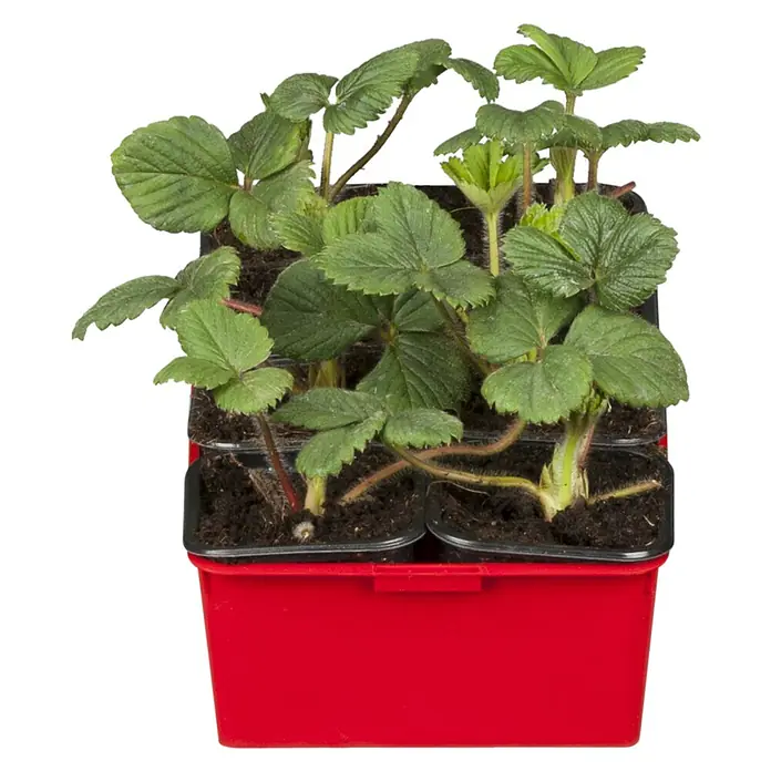 Piardino Erdbeere - Fragaria Ananassa 'Mieze Schindler', 8 Stk., Erntezeit: Juli - August - Diagonale Ansicht
