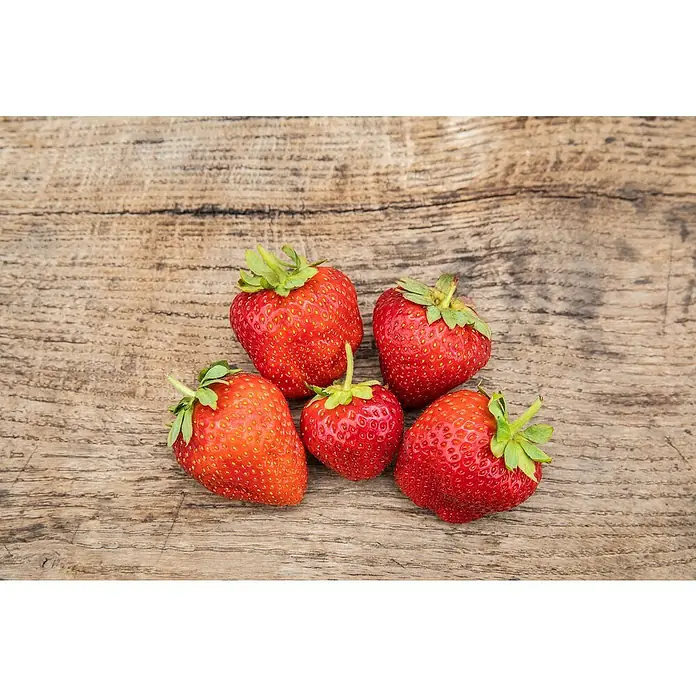 Piardino Erdbeere - Fragaria Ananassa 'Mieze Schindler', 8 Stk., Erntezeit: Juli - August - Stimmungsaufnahme