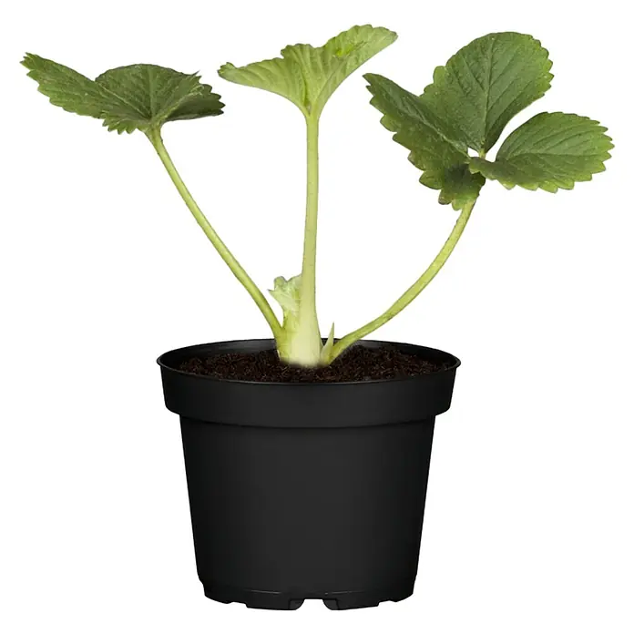 Piardino Erdbeere - Fragaria x ananassa 'Senga®-Sengana®' - Vorderansicht