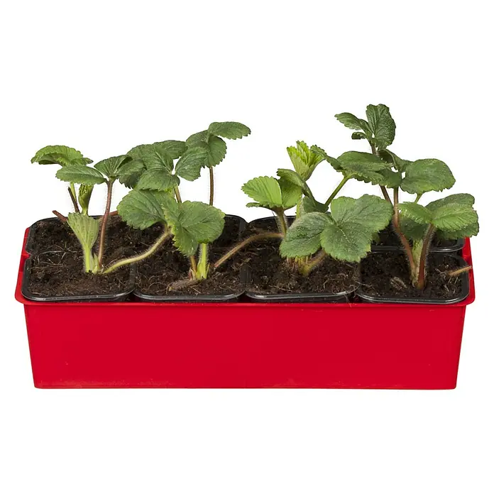 Piardino Erdbeere - Fragaria Ananassa 'Mieze Schindler', 8 Stk., Erntezeit: Juli - August - Diagonale Ansicht