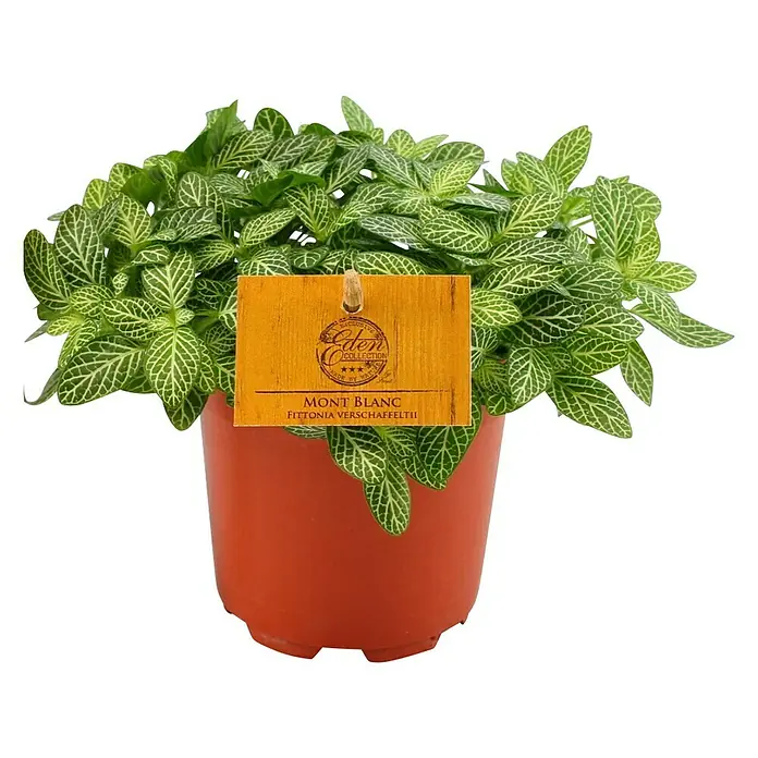 Piardino Fitonija - Fittonia verschaffeltii, Veličina tegle: 8,5 cm, Zelene boje - Pogled sprijeda