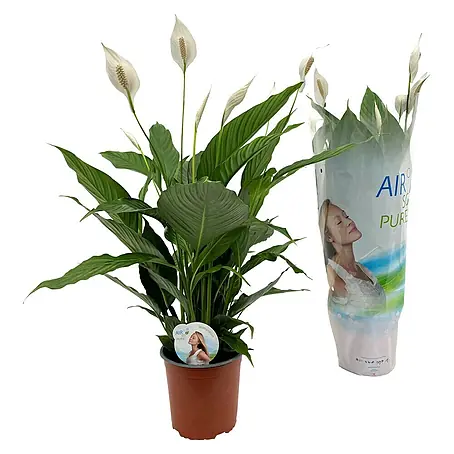 Spathiphyllum