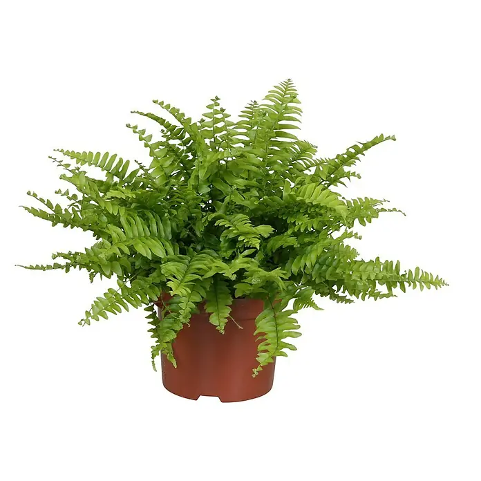 Nephrolepis exaltata Emina - Veličina tegle: 12 cm, Zelene boje - Pogled sprijeda