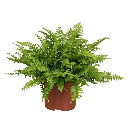 Nephrolepis exaltata Emina