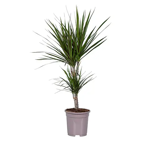 Piardino  Dracena
