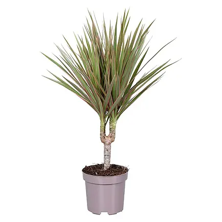 Piardino  Dracena
