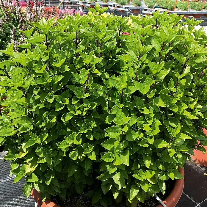 Piardino Basilikum Bio - Ocimum basilicum 'Tauris Petite', Topfgröße: 12 cm - Stimmungsaufnahme