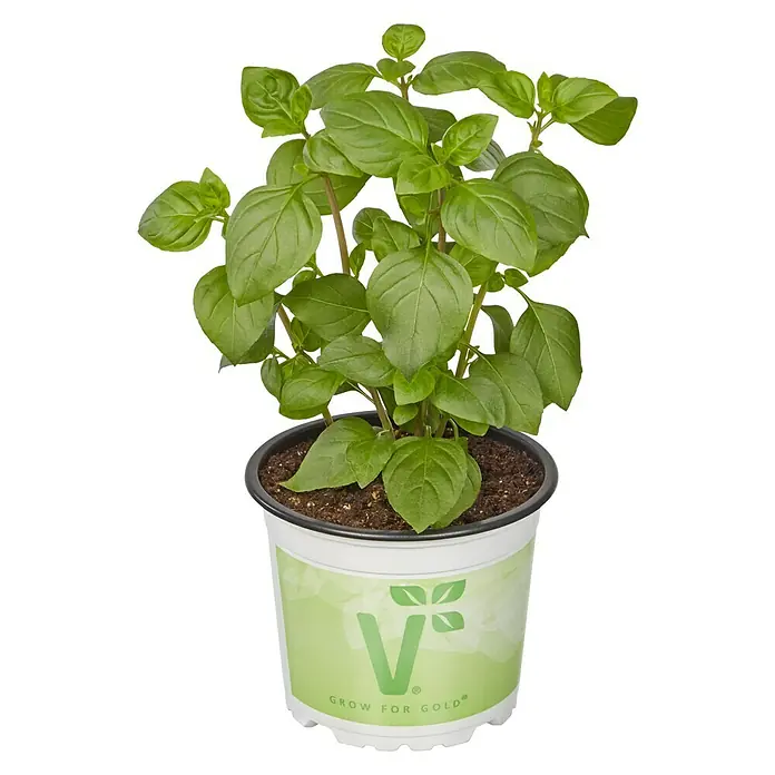 Piardino Basilikum Bio - Ocimum basilicum 'Tauris Petite', Topfgröße: 12 cm - Vorderansicht