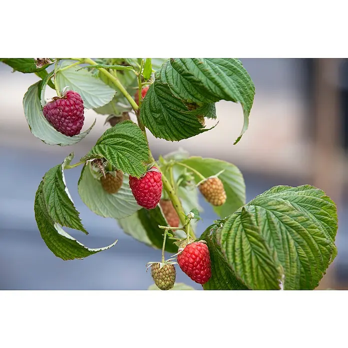 Piardino Himbeere - Rubus idaeus 'Polka', Topfgröße: 17 cm, Erntezeit: August - Oktober - Stimmungsaufnahme