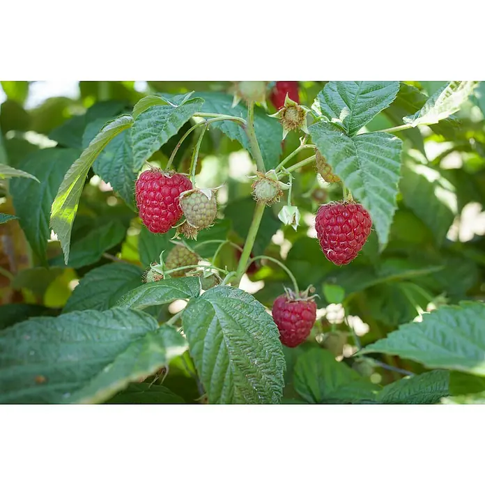 Piardino Himbeere - Rubus idaeus 'Himbo-Top', Erntezeit: August - Oktober - Stimmungsaufnahme
