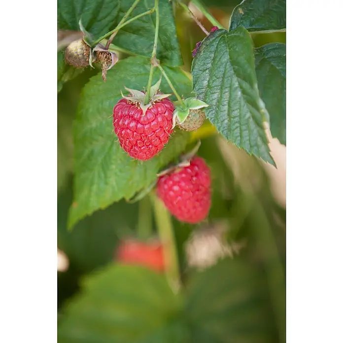 Piardino Himbeere - Rubus idaeus 'Himbo-Top', Erntezeit: August - Oktober - Stimmungsaufnahme