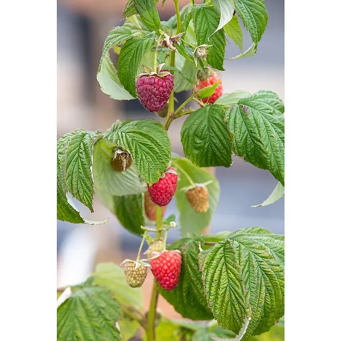 Piardino Himbeere - Rubus idaeus 'Polka', Topfgröße: 17 cm, Erntezeit: August - Oktober - Stimmungsaufnahme