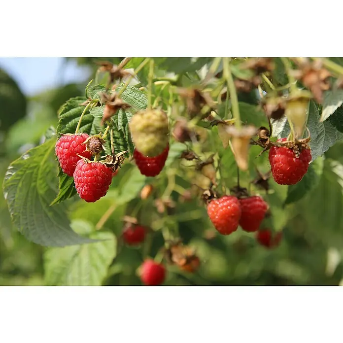 Piardino Himbeere - Rubus idaeus 'Himbo-Top', Erntezeit: August - Oktober - Stimmungsaufnahme