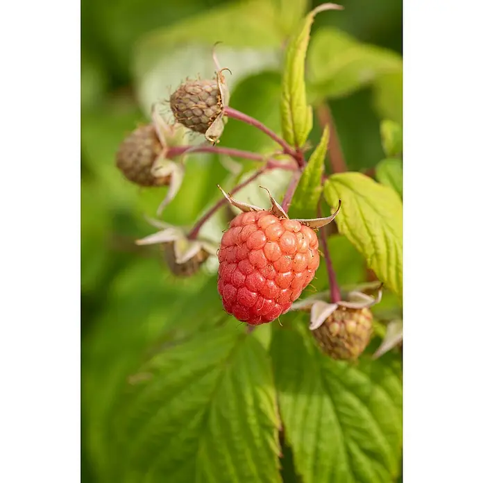 Piardino Himbeere - Rubus idaeus 'Sugana', Erntezeit: August - Oktober - Stimmungsaufnahme