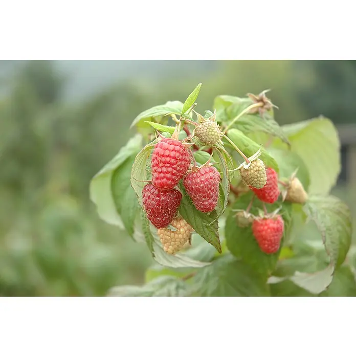 Piardino Himbeere - Rubus idaeus 'Polka', Topfgröße: 17 cm, Erntezeit: August - Oktober - Stimmungsaufnahme