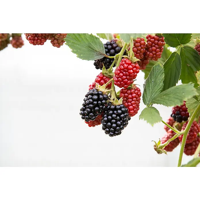 Piardino Brombeere - Rubus fruticosus 'Black Satin', Topfgröße: 17 cm, Erntezeit: August - Oktober - Stimmungsaufnahme