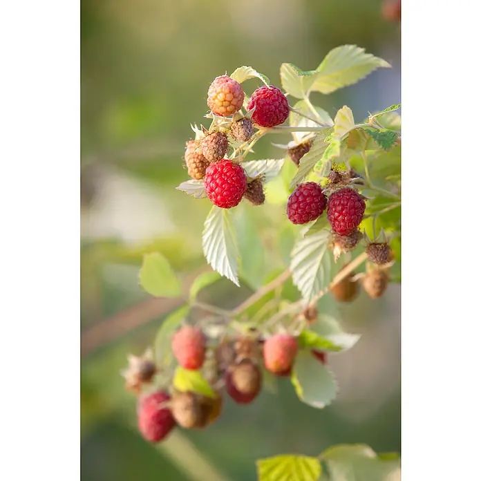 Piardino Himbeere - Rubus idaeus 'Schönemann', Topfgröße: 17 cm, Erntezeit: August - Oktober - Stimmungsaufnahme
