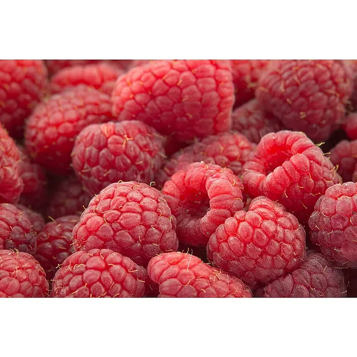 Piardino Himbeere Tulameen - Rubus ideaus 'Tulameen', Erntezeit: Juli - September - Stimmungsaufnahme