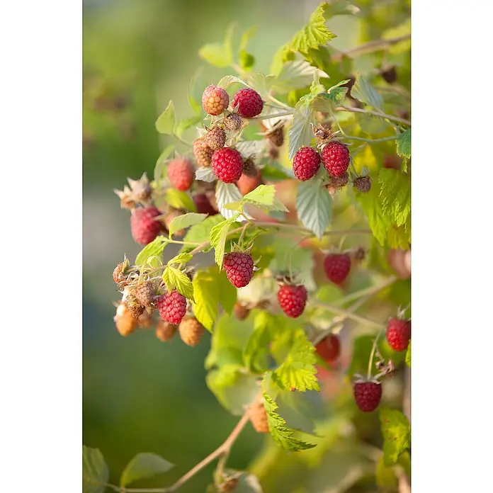 Piardino Himbeere - Rubus idaeus 'Schönemann', Topfgröße: 17 cm, Erntezeit: August - Oktober - Stimmungsaufnahme