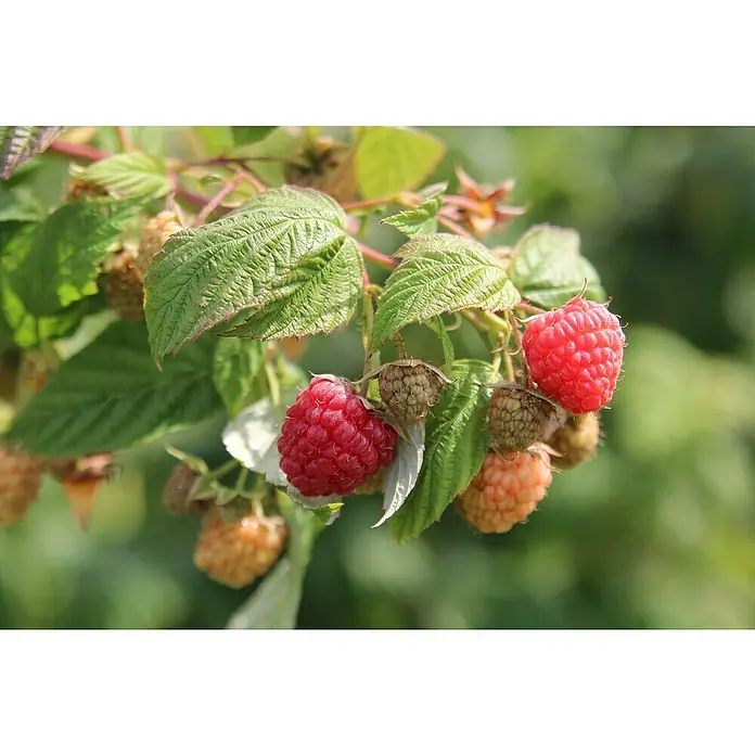 Piardino Himbeere Aroma Queen - Rubus idaeus 'Aroma Queen', Erntezeit: August - Oktober - Stimmungsaufnahme
