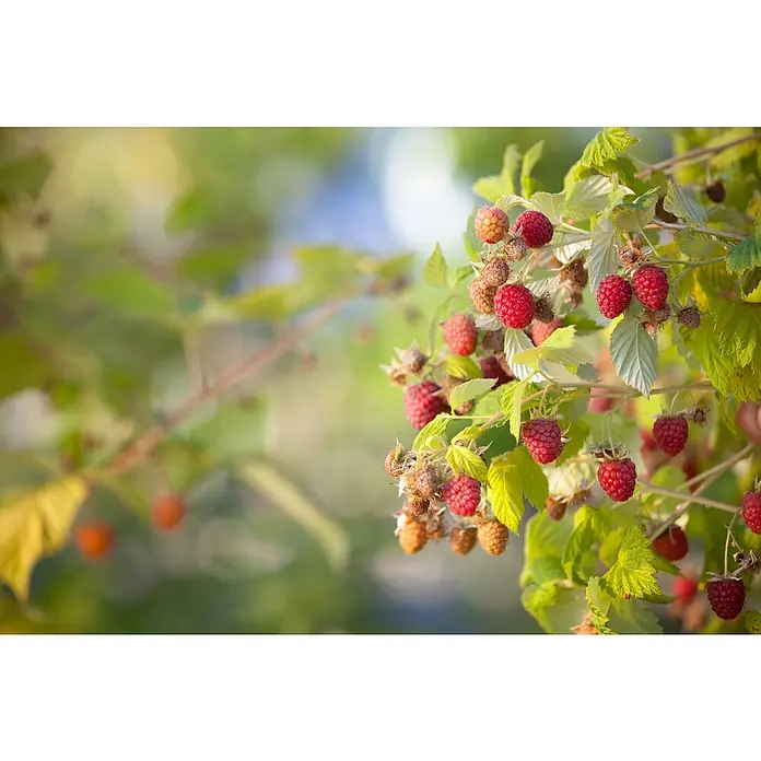 Piardino Himbeere - Rubus idaeus 'Schönemann', Topfgröße: 17 cm, Erntezeit: August - Oktober - Stimmungsaufnahme